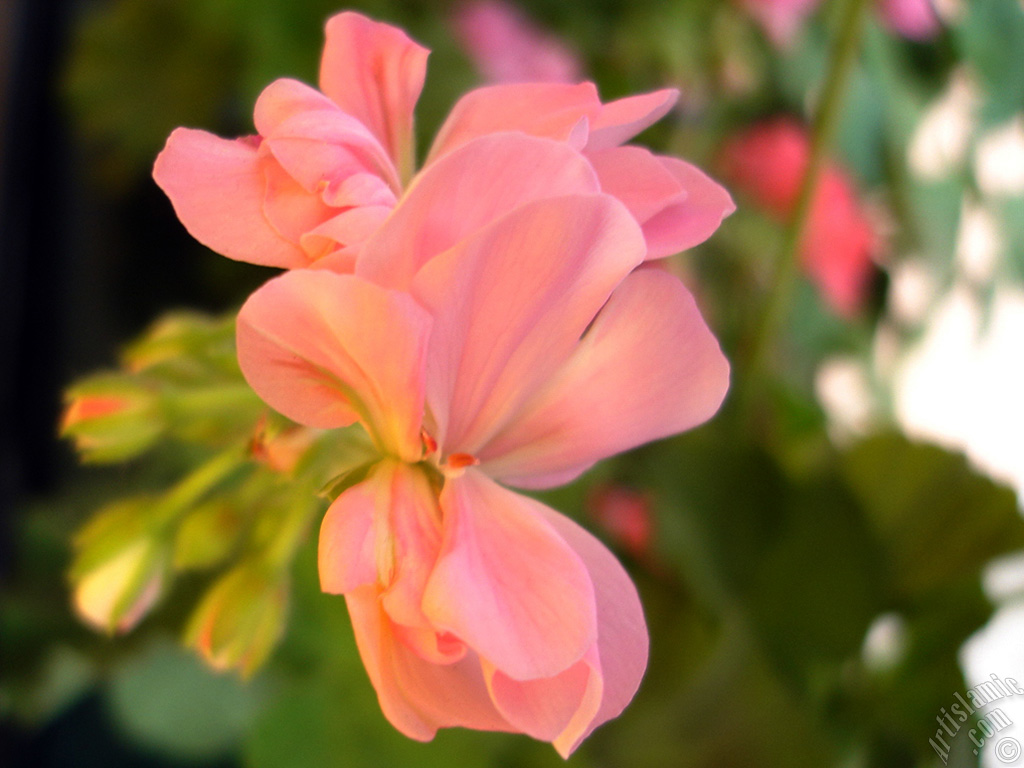 Pink Colored Pelargonia -Geranium- flower.
