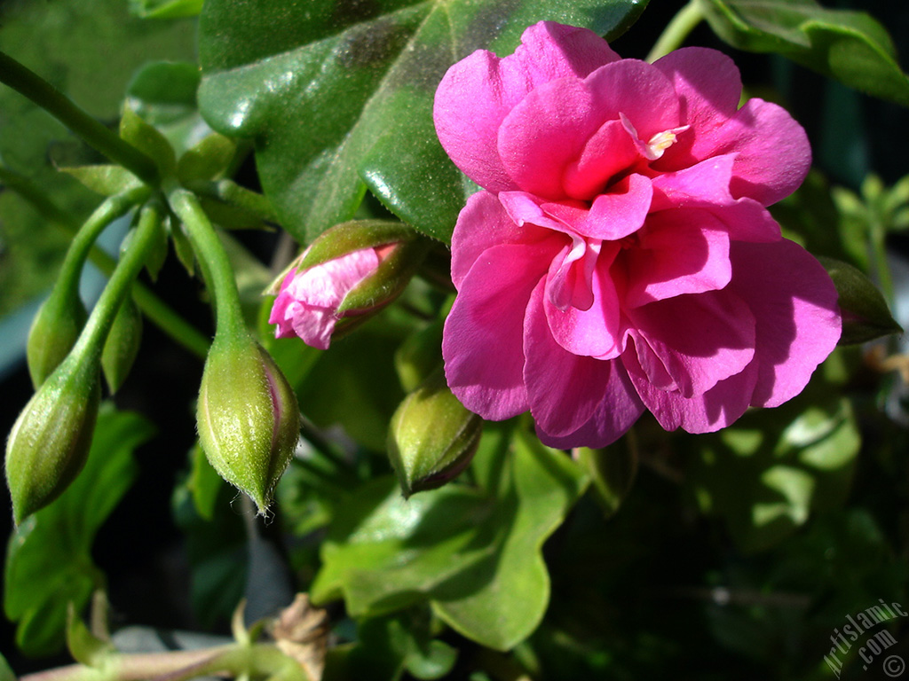 Pink Colored Pelargonia -Geranium- flower.
