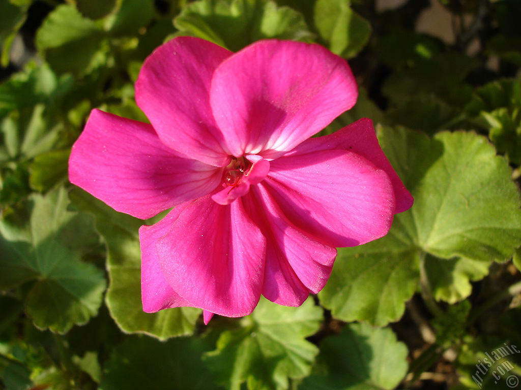 Pink Colored Pelargonia -Geranium- flower.
