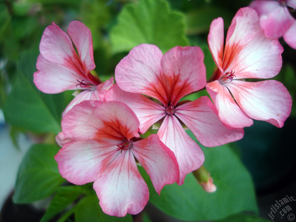 Pink and red color Pelargonia -Geranium- flower.
