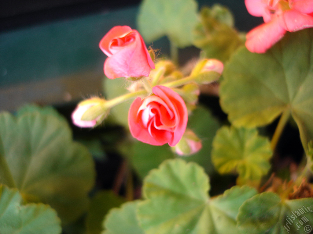 Newly coming out pink color Pelargonia -Geranium- flower.
