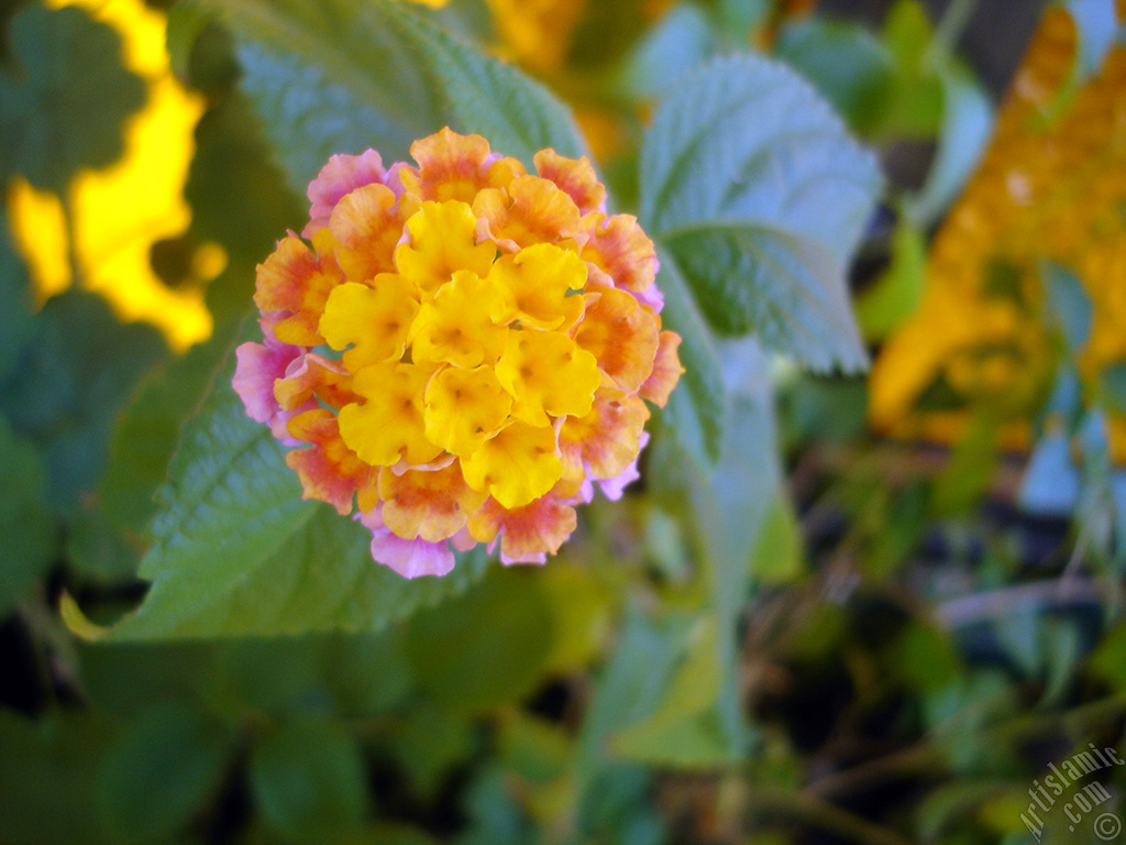 Lantana camara -bush lantana- flower.
