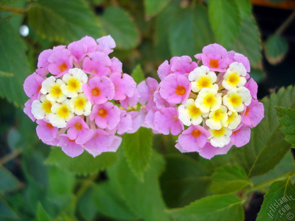 Lantana camara -bush lantana- flower.
