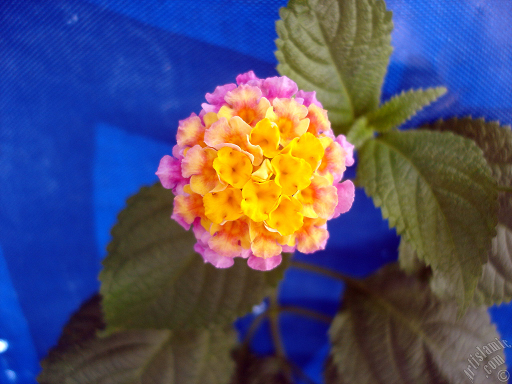 Lantana camara -bush lantana- flower.
