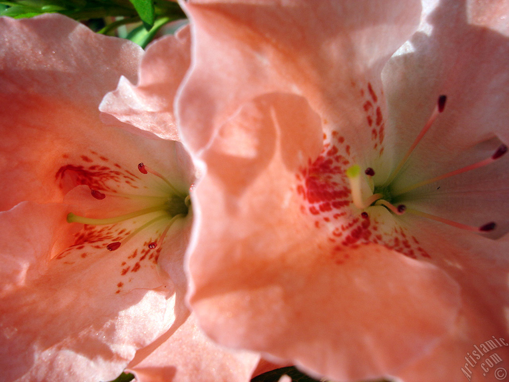 Pink color Azalea -Rhododendron- flower.
