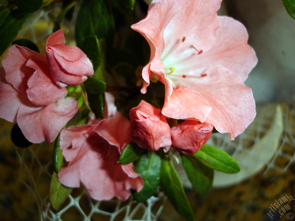 Pink color Azalea -Rhododendron- flower.
