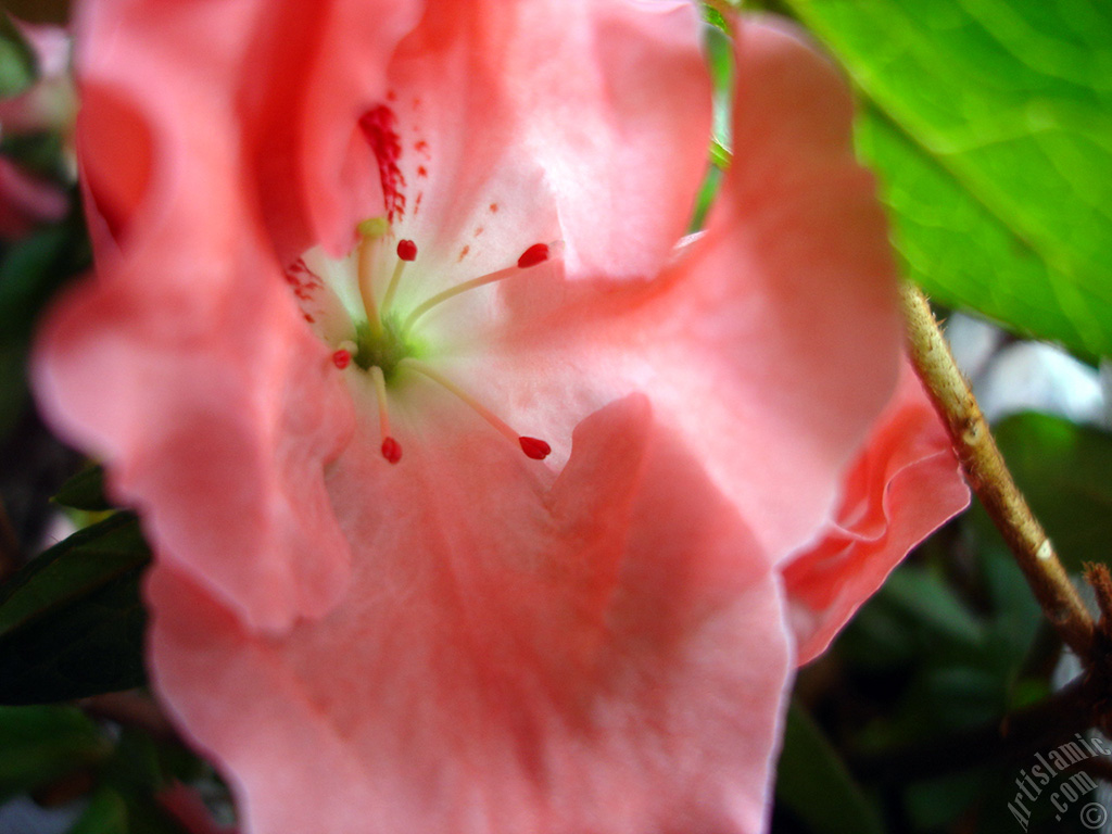 Pink color Azalea -Rhododendron- flower.
