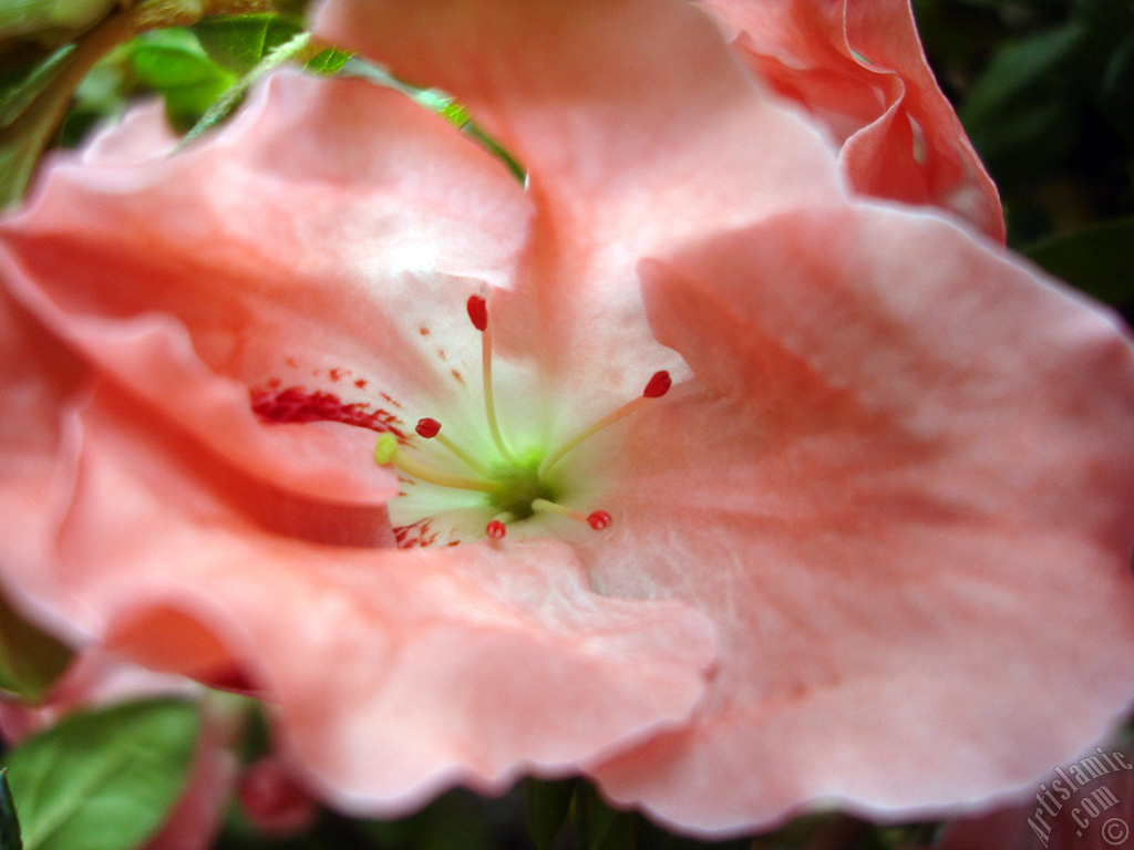 Pink color Azalea -Rhododendron- flower.
