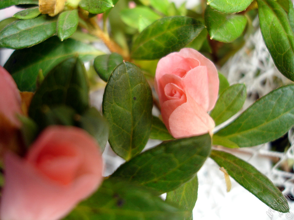 Pink color Azalea -Rhododendron- flower.
