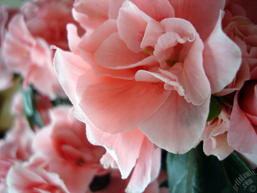 Pink color Azalea -Rhododendron- flower.
