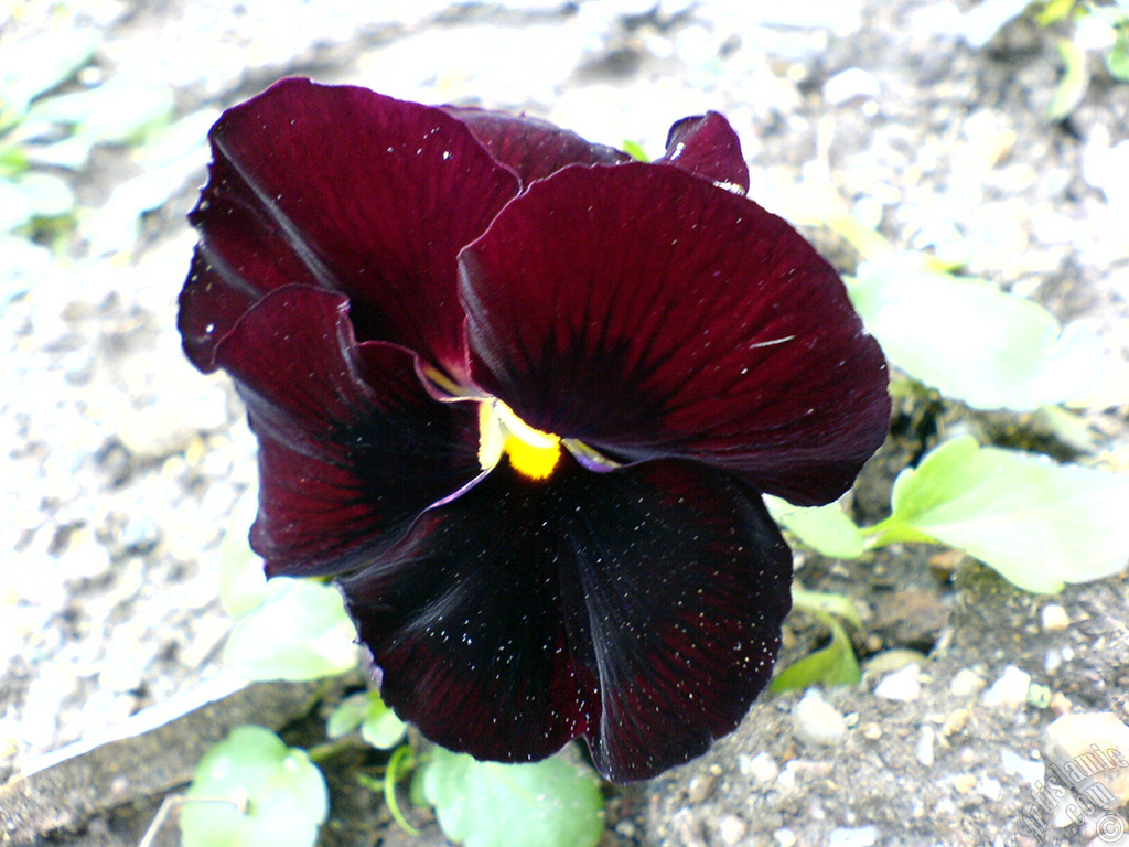 Brown color Viola Tricolor -Heartsease, Pansy, Multicoloured Violet, Johnny Jump Up- flower.
