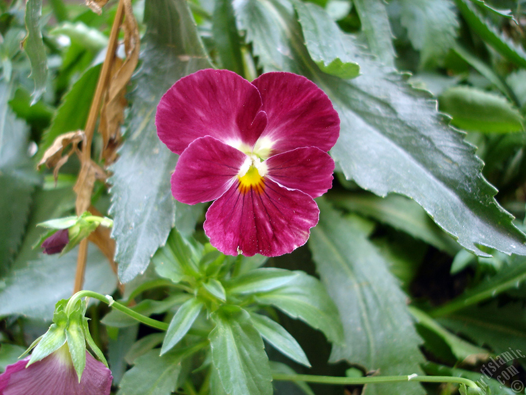 Burgundy color Viola Tricolor -Heartsease, Pansy, Multicoloured Violet, Johnny Jump Up- flower.
