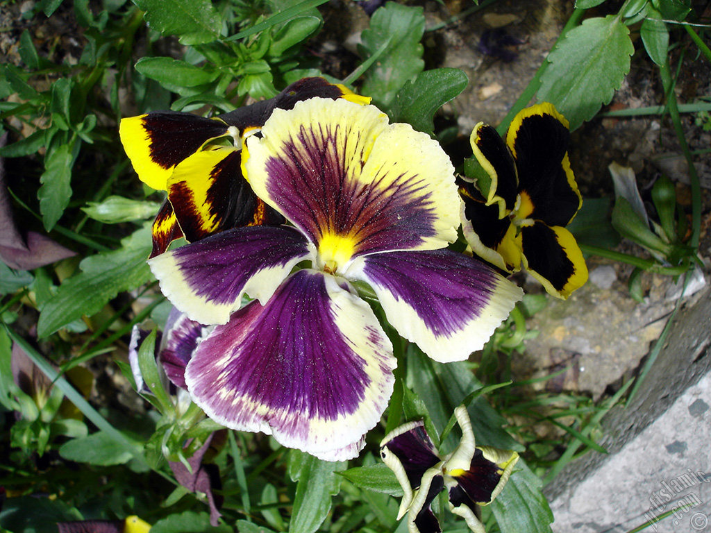 Purple color Viola Tricolor -Heartsease, Pansy, Multicoloured Violet, Johnny Jump Up- flower.
