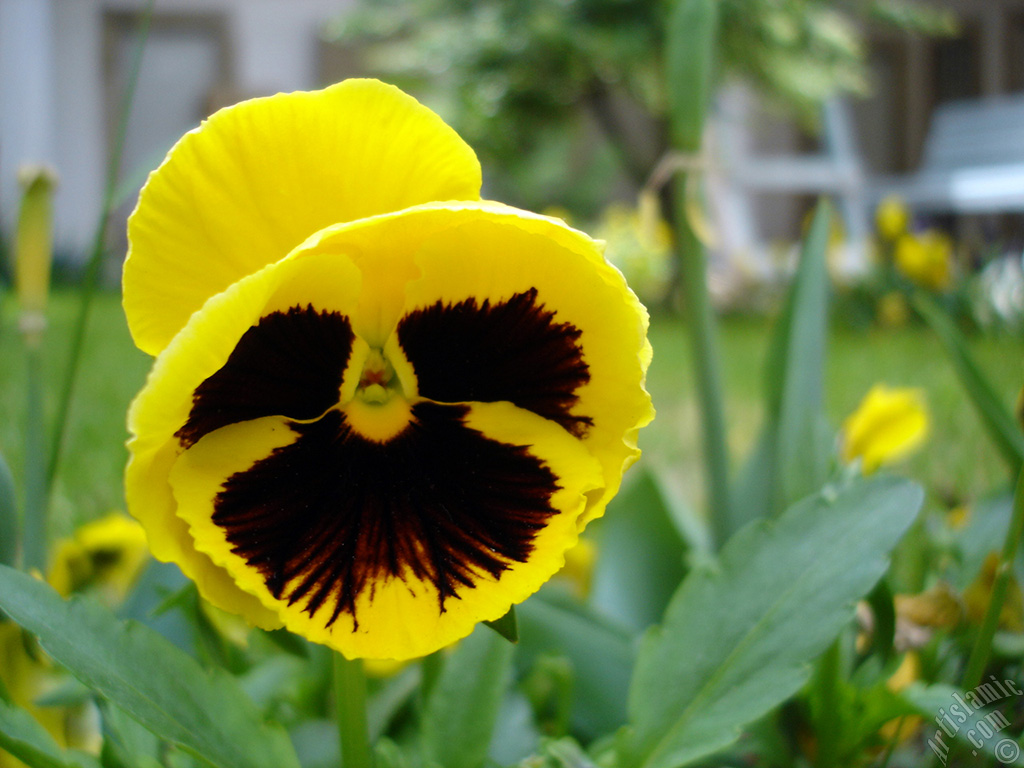 Yellow color Viola Tricolor -Heartsease, Pansy, Multicoloured Violet, Johnny Jump Up- flower.
