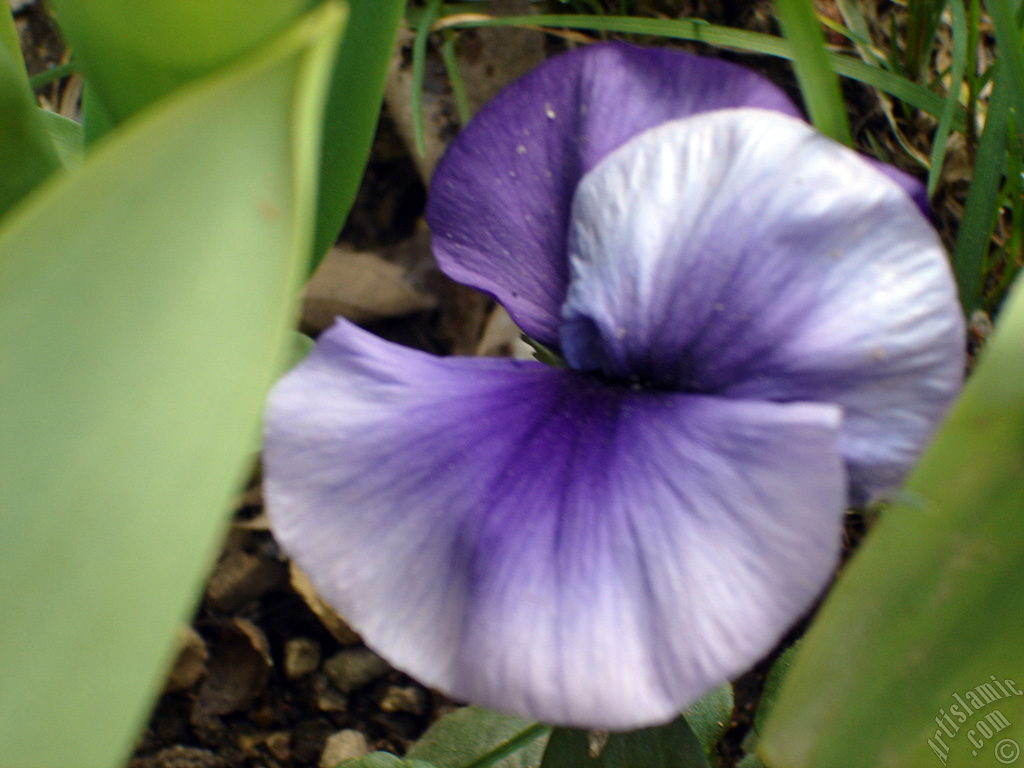 Purple color Viola Tricolor -Heartsease, Pansy, Multicoloured Violet, Johnny Jump Up- flower.
