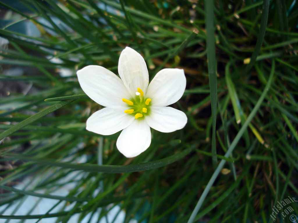 White color flower similar to lily.
