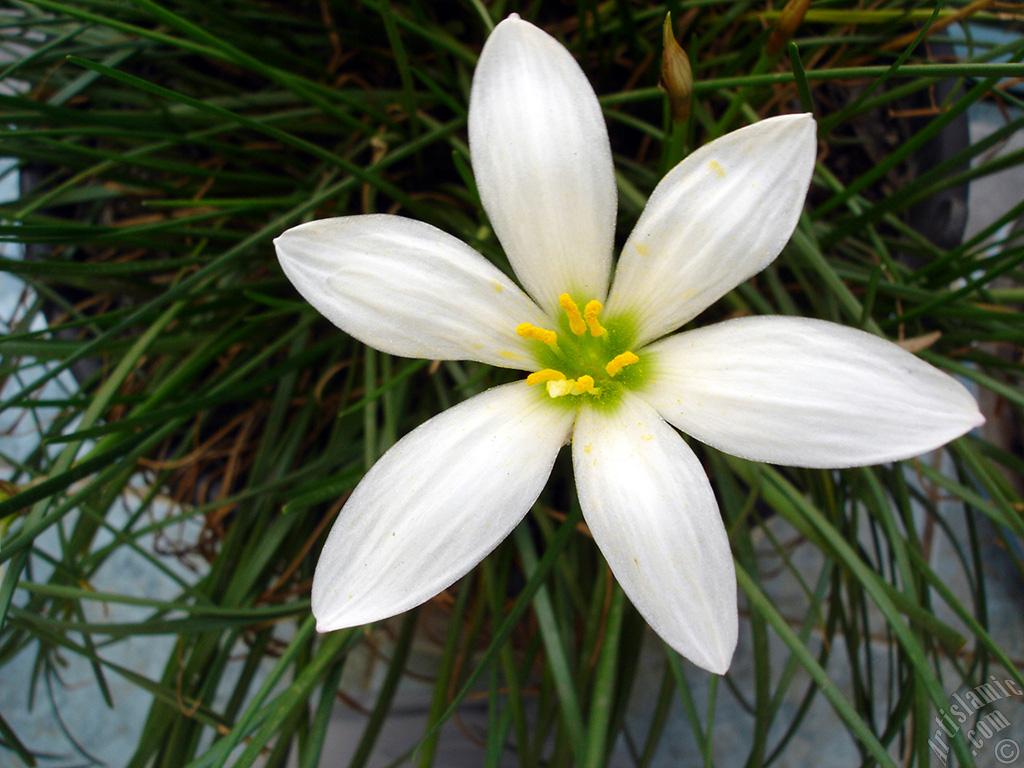 White color flower similar to lily.
