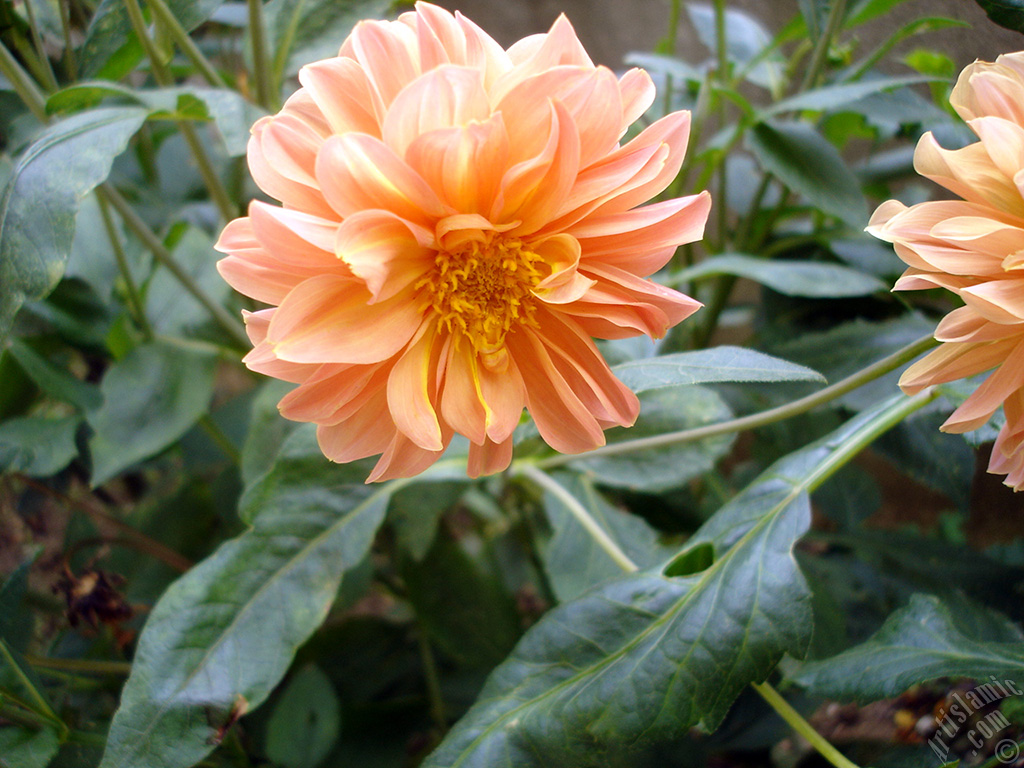 Dahlia flower.
