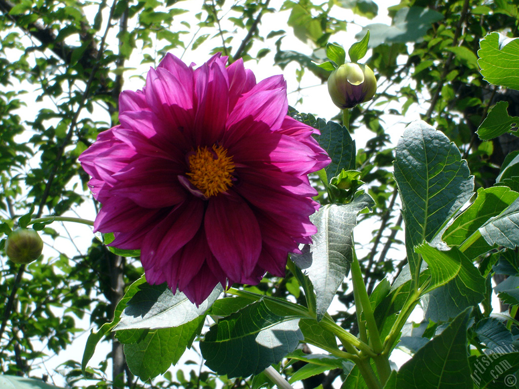 Dahlia flower.
