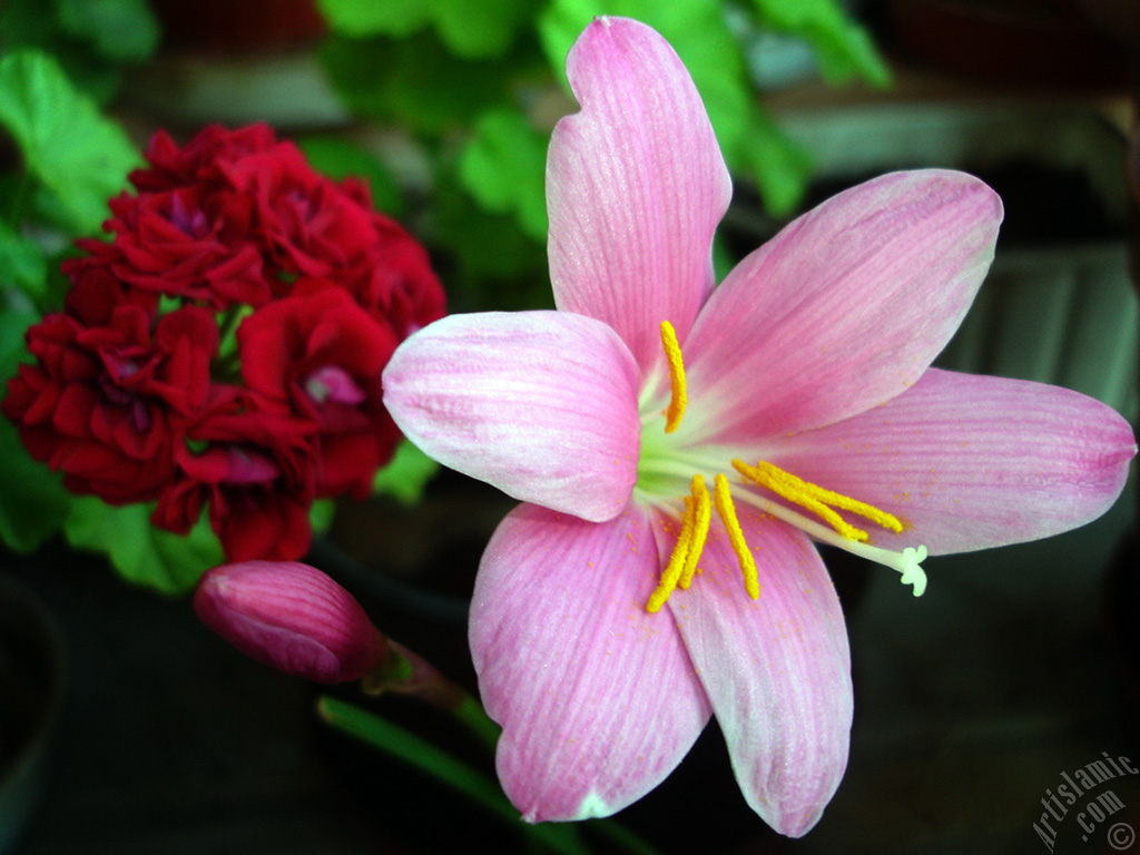 Pink color flower similar to lily.
