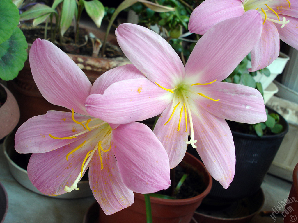 Pink color flower similar to lily.
