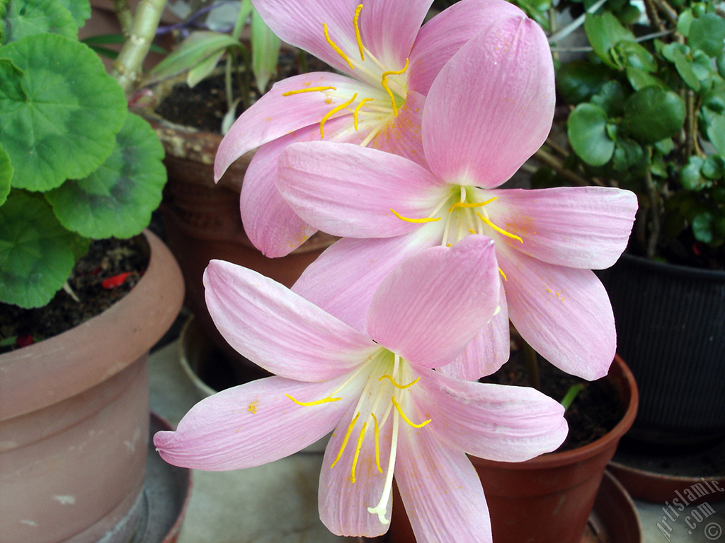 Pink color flower similar to lily.
