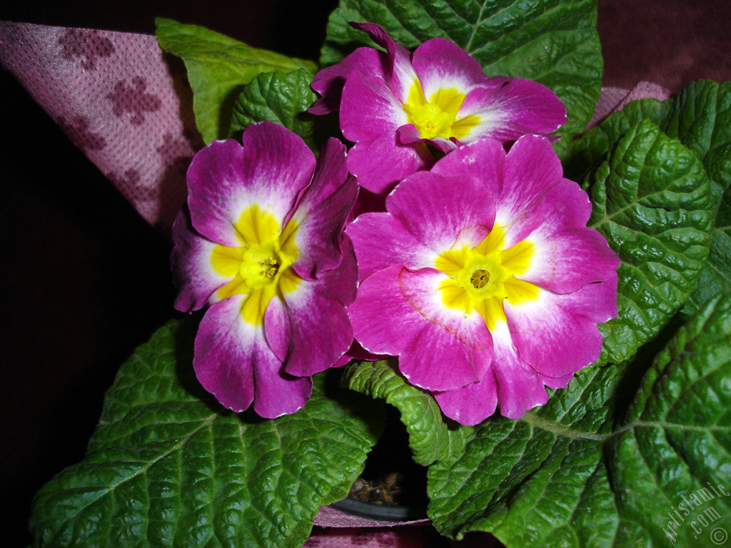 Primrose flower.
