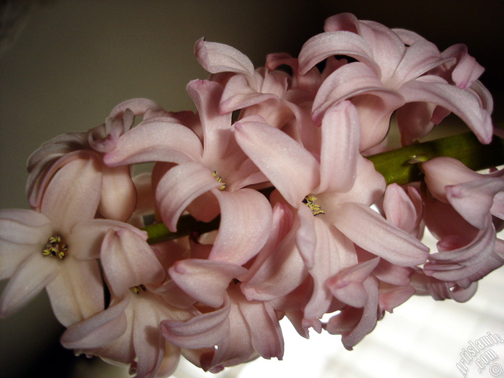 Pink color Hyacinth flower.
