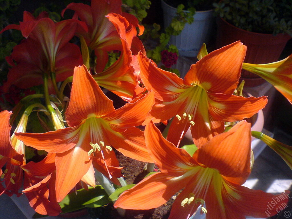 Red color amaryllis flower.
