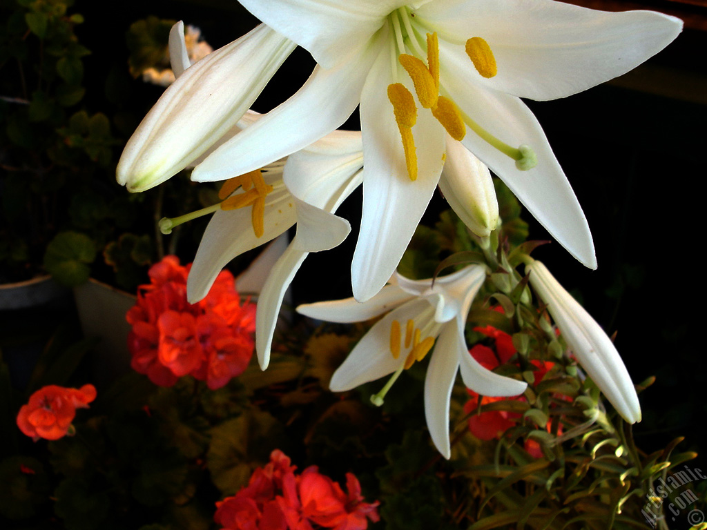 White color amaryllis flower.
