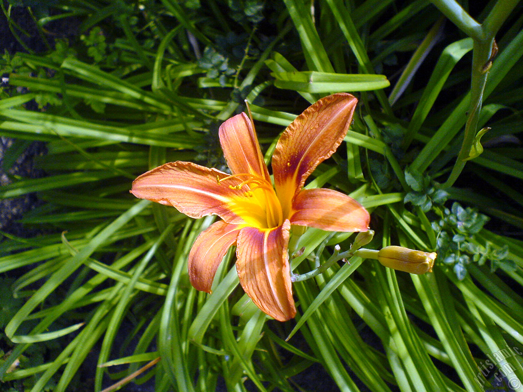 Orange color daylily -tiger lily- flower.
