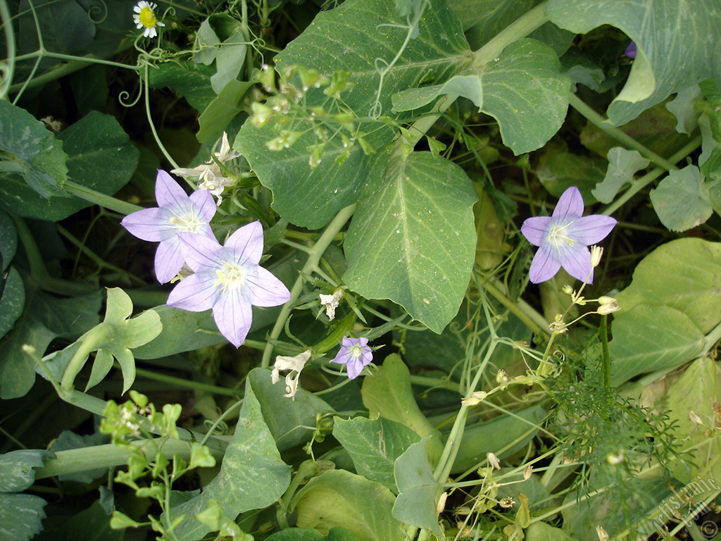 Balloon Flower -Chinese Bellflower-.
