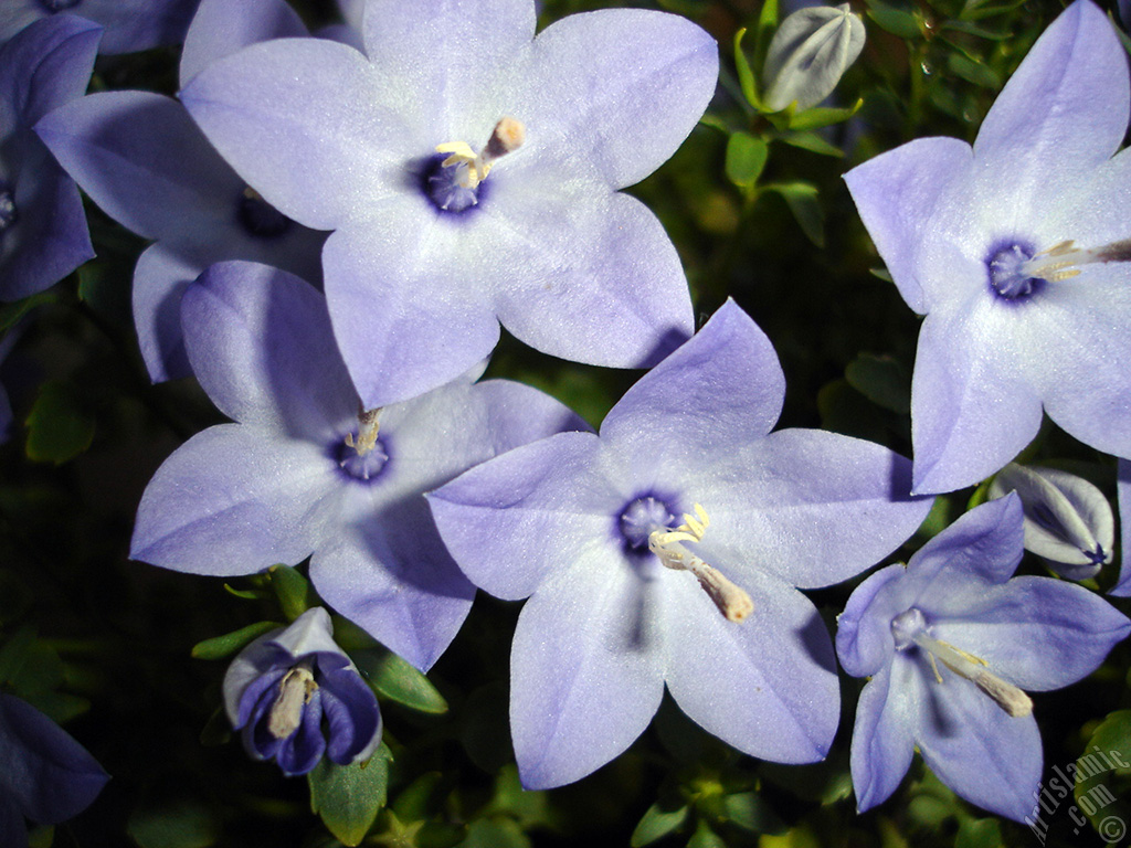 Balloon Flower -Chinese Bellflower-.
