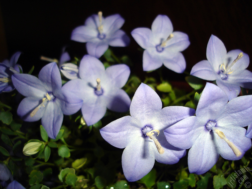 Balloon Flower -Chinese Bellflower-.
