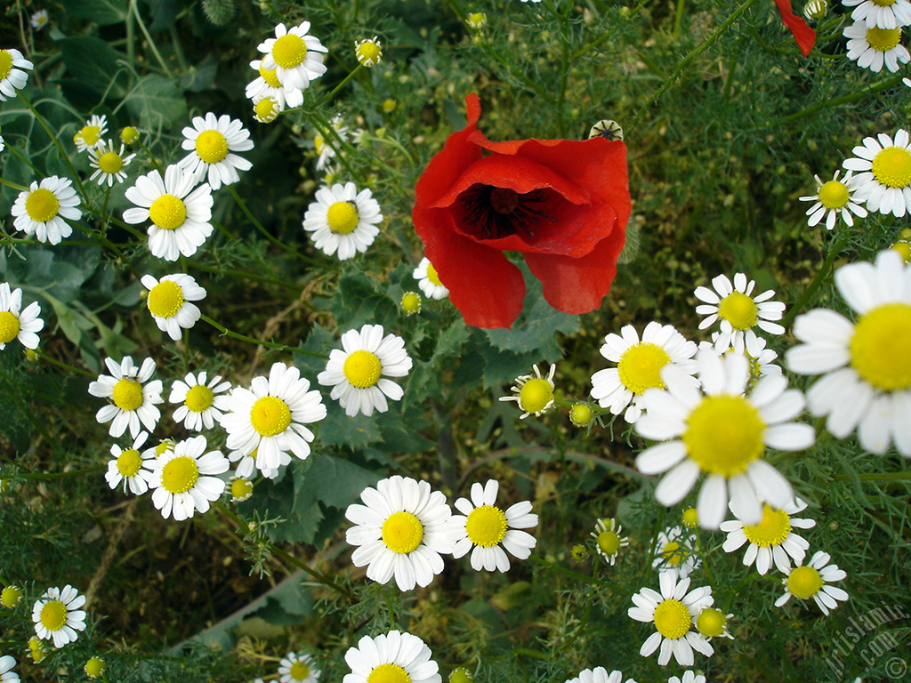 Red poppy flower.
