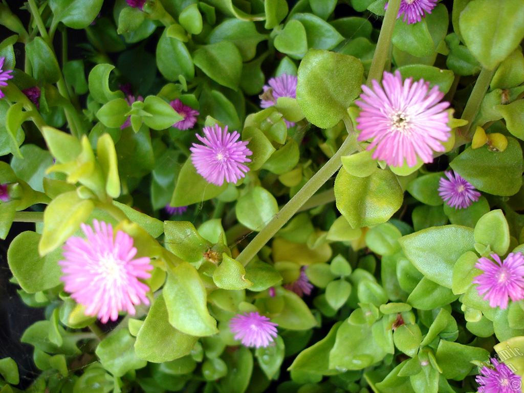 Heartleaf Iceplant -Baby Sun Rose, Rock rose- with pink flowers.
