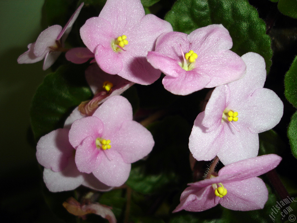 Pink color African violet.
