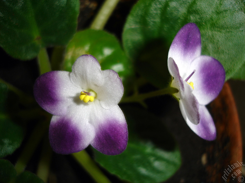 Purple and white color African violet.
