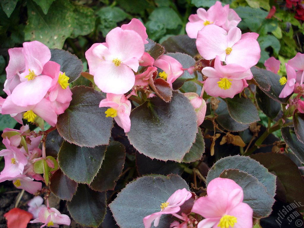 Wax Begonia -Bedding Begonia- with pink flowers and brown leaves.
