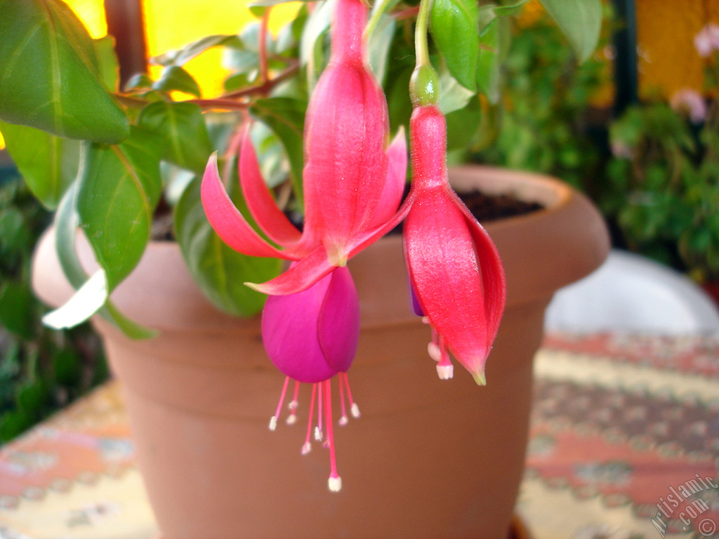 Red and purple color Fuchsia Hybrid flower.
