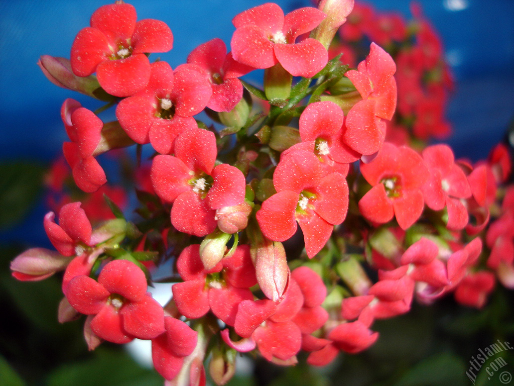 Kalanchoe plant`s flower.
