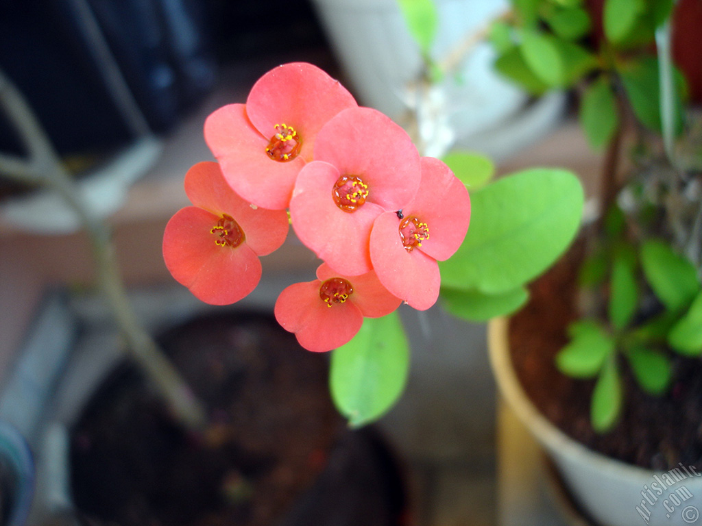 Euphorbia Milii -Crown of thorns- with pink flower.
