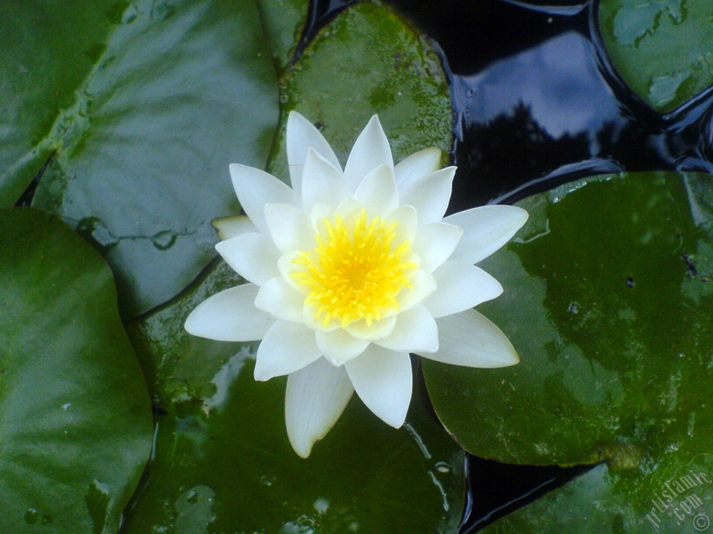 Water Lily flower.
