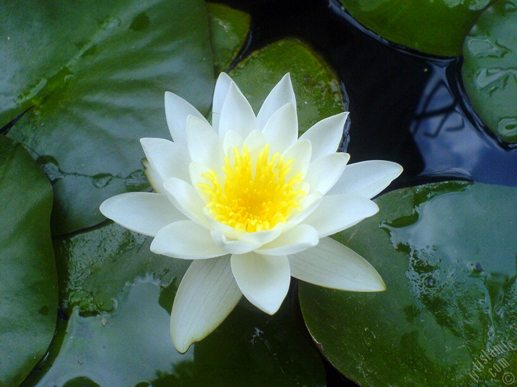 Water Lily flower.
