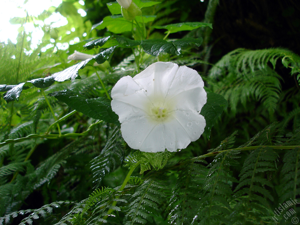 White Morning Glory flower.
