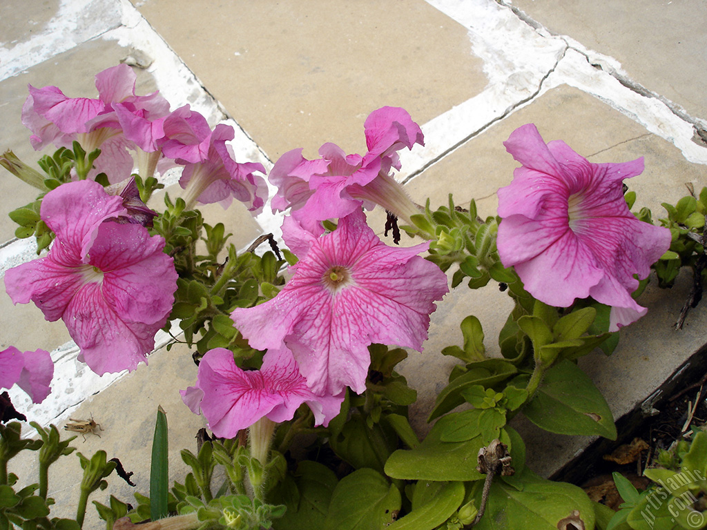 Pink Petunia flower.
