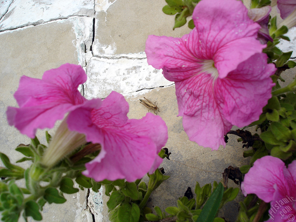 Pink Petunia flower.
