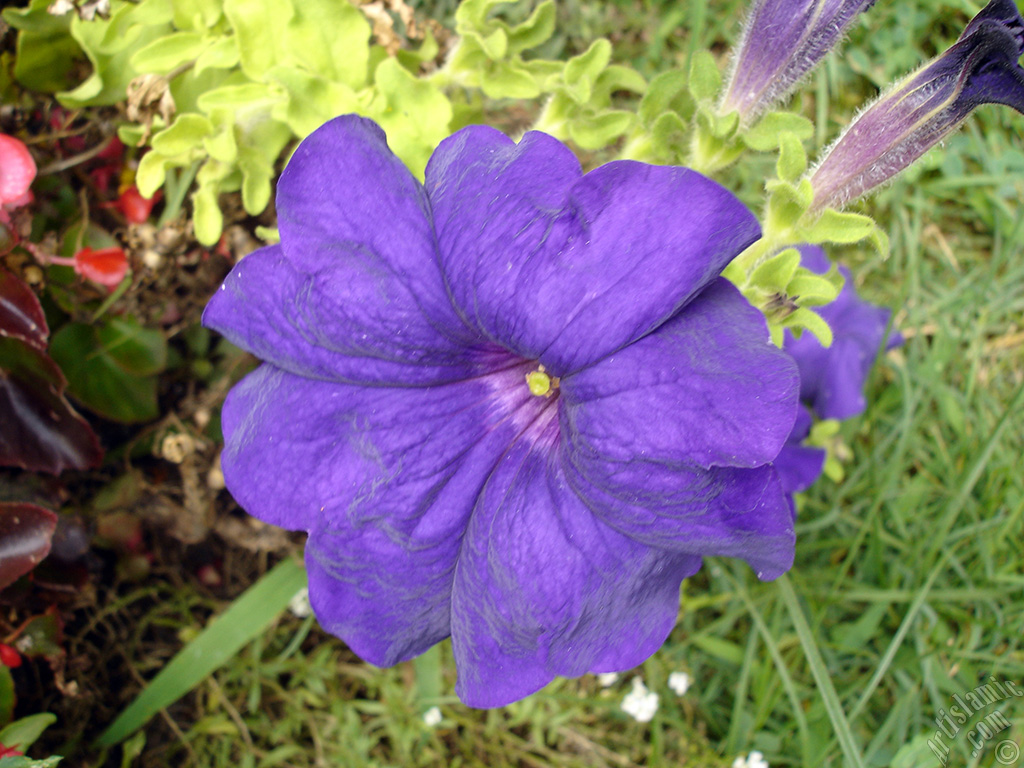 Purple Petunia flower.
