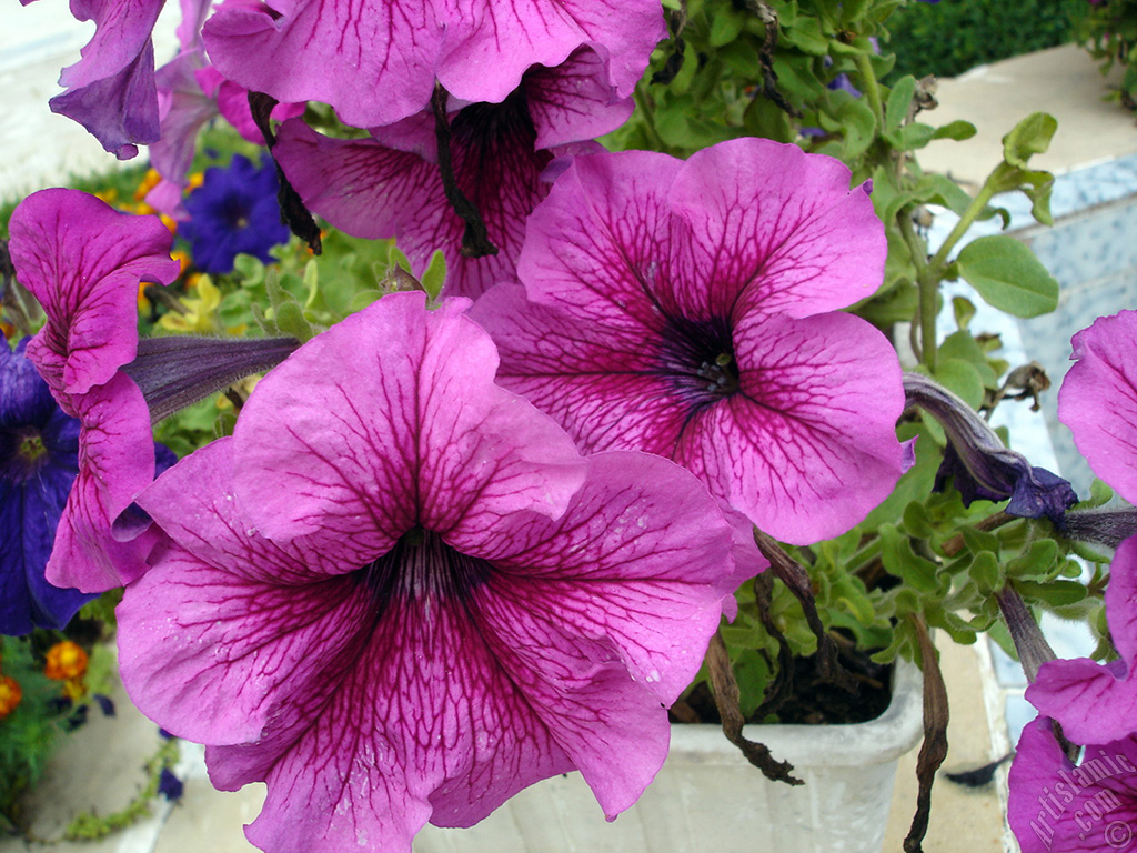 Pink Petunia flower.
