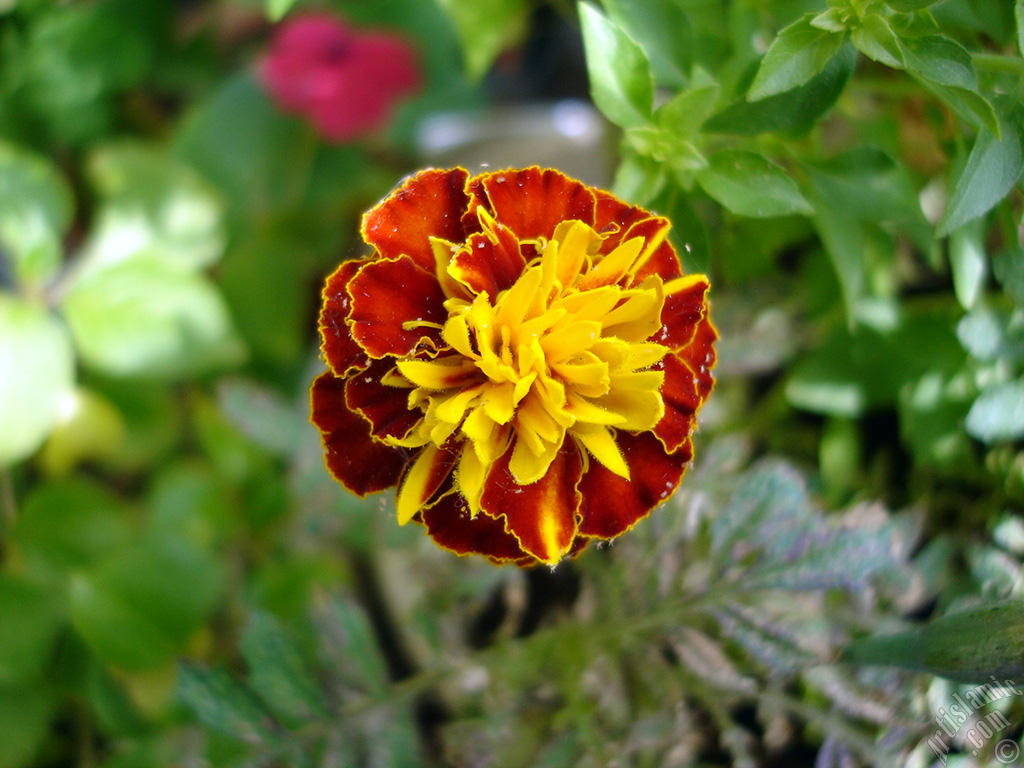 Marigold flower.
